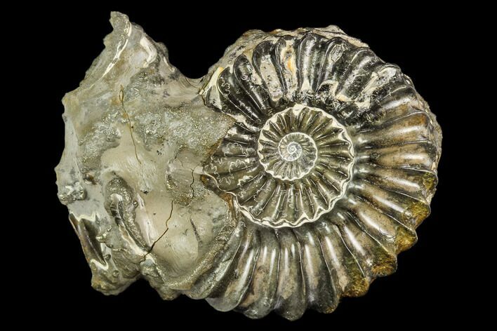 Pyritized Ammonite (Pleuroceras) Fossil - Germany #125401